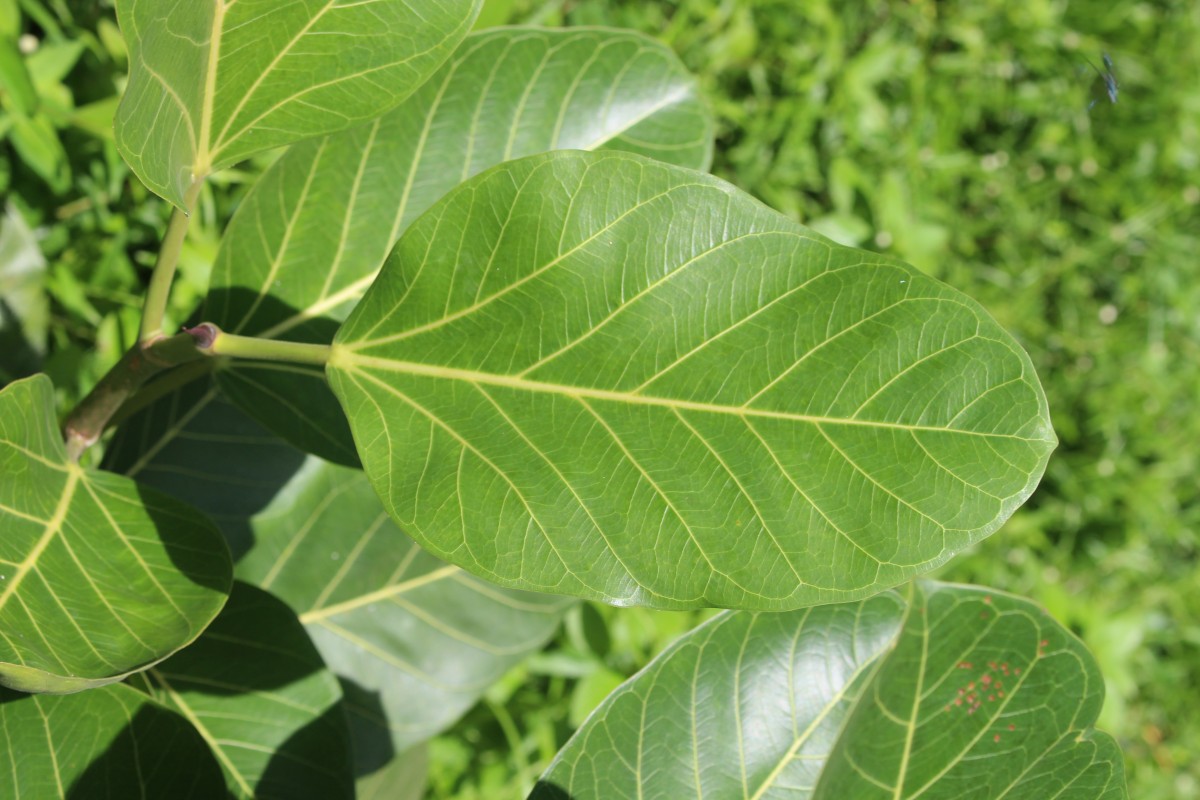 Ficus benghalensis L.